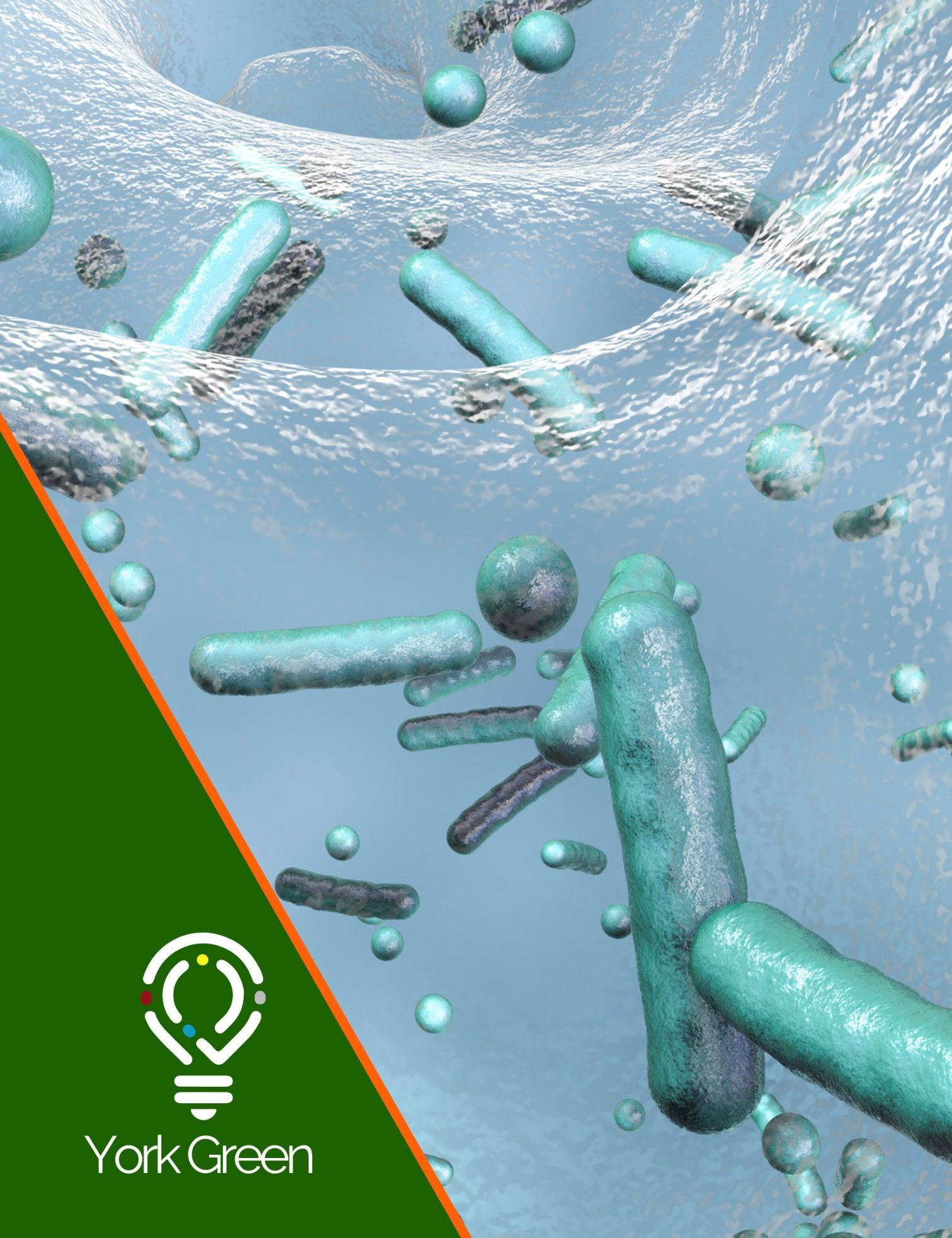 Legionella pneumophila bacteria in water — the cause of Legionnaires' disease and the reason L8 risk assessments are a legal requirement